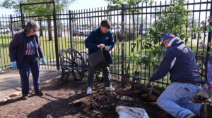 Three adults planting a tree in garden