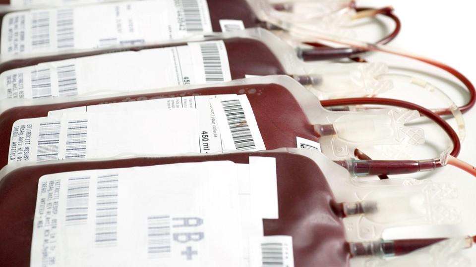 Labeled blood donation bags filled with blood